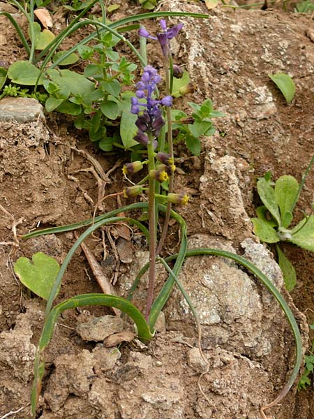 Muscari cycladicum \ Kykladen-Traubenhyazinthe / Cyclades Tassel Hyacinth, Kykladen/Cyclades Andros,  Vitali 9.3.2016 (Photo: Eva Knon)