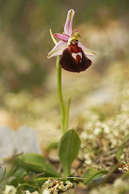 Ophrys aegaea \ Ägäis-Ragwurz / Aegean Bee Orchid, Kykladen/Cyclades,  Herakleia/Iraklea 21.3.2022 (Photo: Helmut Presser)