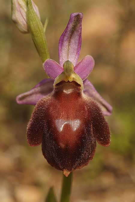 Ophrys aegaea \ Ägäis-Ragwurz / Aegean Bee Orchid, Kykladen/Cyclades,  Herakleia/Iraklea 21.3.2022 (Photo: Helmut Presser)