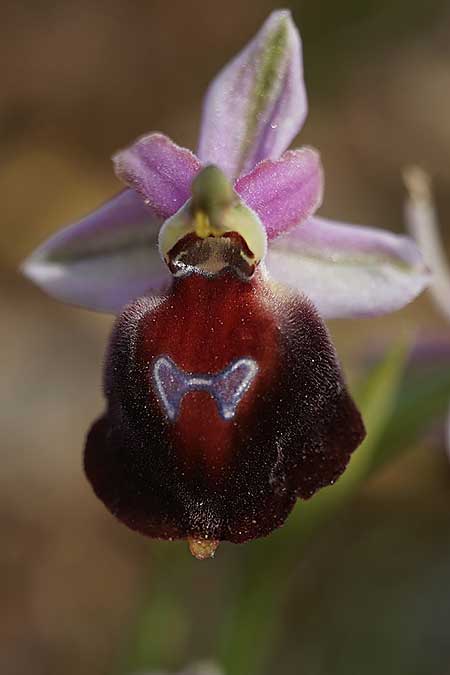 Ophrys aegaea \ Ägäis-Ragwurz / Aegean Bee Orchid, Kykladen/Cyclades,  Herakleia/Iraklea 21.3.2022 (Photo: Helmut Presser)