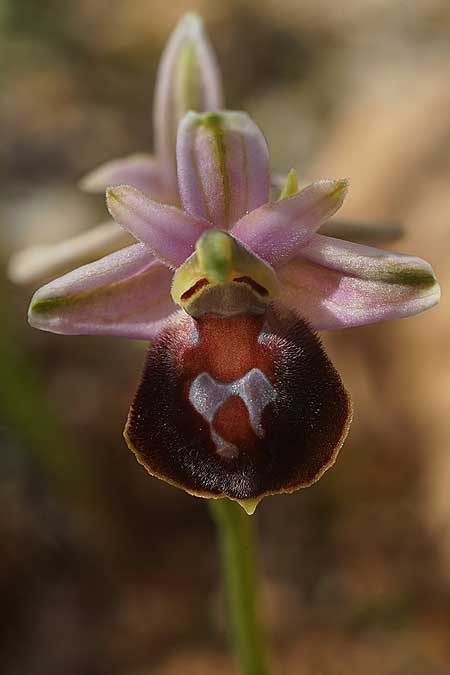 Ophrys aegaea \ Ägäis-Ragwurz / Aegean Bee Orchid, Kykladen/Cyclades,  Herakleia/Iraklea 21.3.2022 (Photo: Helmut Presser)