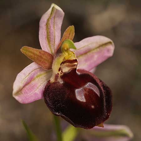 Ophrys aegaea \ Ägäis-Ragwurz / Aegean Bee Orchid, Kykladen/Cyclades,  Herakleia/Iraklea 21.3.2022 (Photo: Helmut Presser)