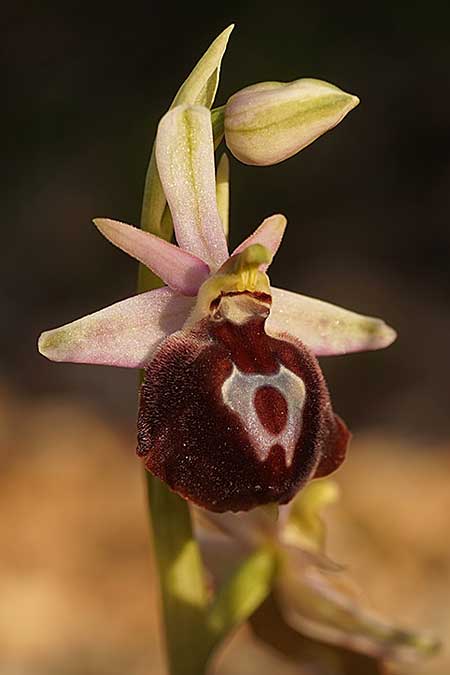 Ophrys aegaea \ Ägäis-Ragwurz / Aegean Bee Orchid, Kykladen/Cyclades,  Herakleia/Iraklea 21.3.2022 (Photo: Helmut Presser)