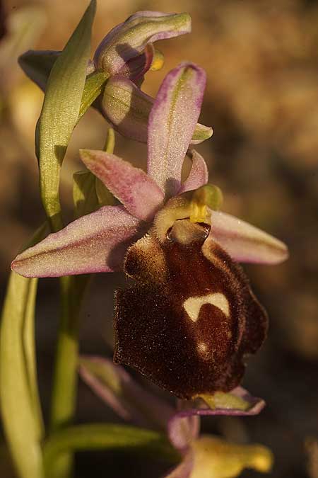 Ophrys aegaea \ Ägäis-Ragwurz / Aegean Bee Orchid, Kykladen/Cyclades,  Herakleia/Iraklea 21.3.2022 (Photo: Helmut Presser)