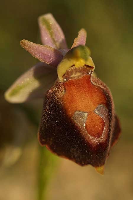 Ophrys aegaea \ Ägäis-Ragwurz / Aegean Bee Orchid, Kykladen/Cyclades,  Herakleia/Iraklea 21.3.2022 (Photo: Helmut Presser)