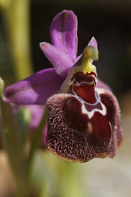 Ophrys ferrum-equinum subsp. convexa x lychnitis, Kykladen/Cyclades,  Herakleia/Iraklea 23.3.2022 (Photo: Helmut Presser)