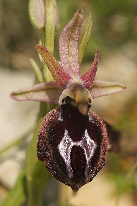 Ophrys ferrum-equinum subsp. convexa \ Kleine Hufeisen-Ragwurz / Small Horseshoe Orchid, Kykladen/Cyclades,  Herakleia/Iraklea 24.3.2022 (Photo: Helmut Presser)