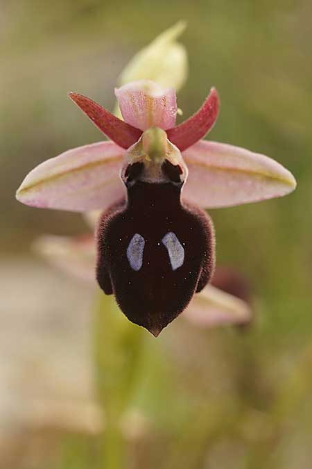 Ophrys ferrum-equinum subsp. convexa \ Kleine Hufeisen-Ragwurz / Small Horseshoe Orchid, Kykladen/Cyclades,  Herakleia/Iraklea 24.3.2022 (Photo: Helmut Presser)