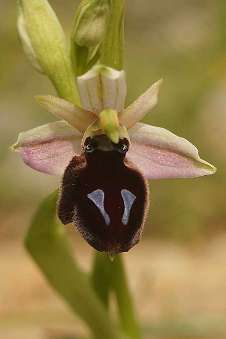 Ophrys ferrum-equinum subsp. convexa \ Kleine Hufeisen-Ragwurz / Small Horseshoe Orchid, Kykladen/Cyclades,  Herakleia/Iraklea 24.3.2022 (Photo: Helmut Presser)