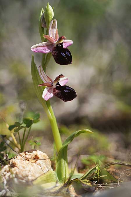 Ophrys ferrum-equinum subsp. convexa \ Kleine Hufeisen-Ragwurz / Small Horseshoe Orchid, Kykladen/Cyclades,  Herakleia/Iraklea 24.3.2022 (Photo: Helmut Presser)