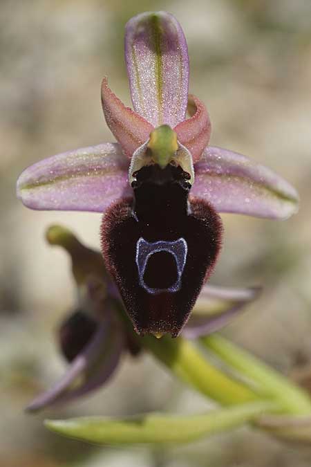 Ophrys ferrum-equinum subsp. convexa \ Kleine Hufeisen-Ragwurz / Small Horseshoe Orchid, Kykladen/Cyclades,  Herakleia/Iraklea 24.3.2022 (Photo: Helmut Presser)