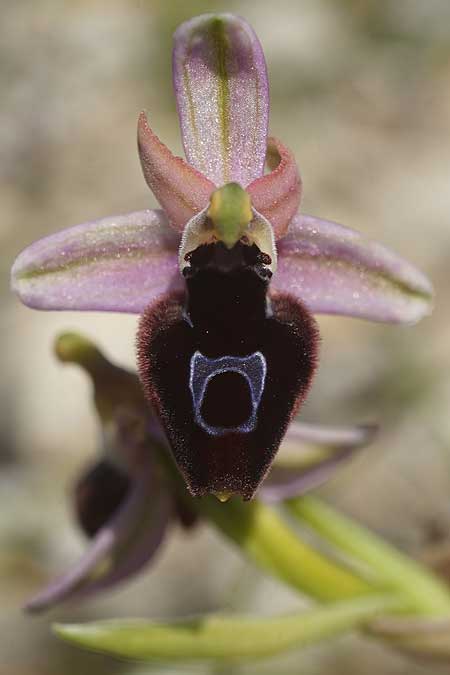 Ophrys ferrum-equinum subsp. convexa \ Kleine Hufeisen-Ragwurz / Small Horseshoe Orchid, Kykladen/Cyclades,  Herakleia/Iraklea 24.3.2022 (Photo: Helmut Presser)
