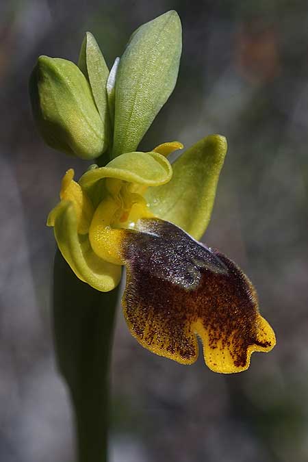 Ophrys heracleotica / Iraklia Orchid, Cyclades,  Iraklia 25.3.2022 (Photo: Helmut Presser)