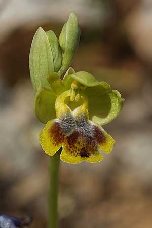 Ophrys heracleotica / Iraklia Orchid, Cyclades,  Iraklia 25.3.2022 (Photo: Helmut Presser)