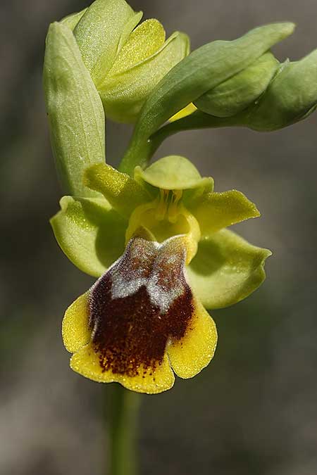 Ophrys heracleotica / Iraklia Orchid, Cyclades,  Iraklia 25.3.2022 (Photo: Helmut Presser)