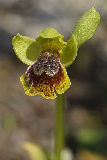 Ophrys heracleotica / Iraklia Orchid, Cyclades,  Iraklia 25.3.2022 (Photo: Helmut Presser)