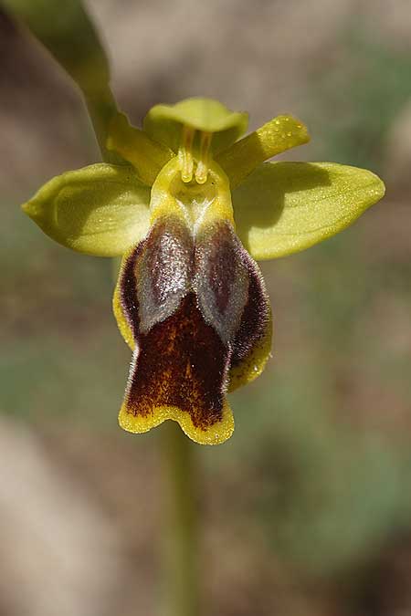 Ophrys heracleotica / Iraklia Orchid, Cyclades,  Iraklia 25.3.2022 (Photo: Helmut Presser)