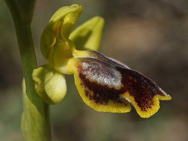 Ophrys heracleotica / Iraklia Orchid, Cyclades,  Iraklia 25.3.2022 (Photo: Helmut Presser)