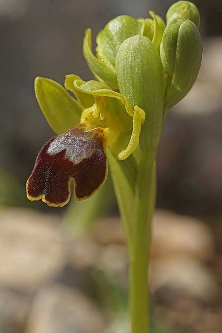 Ophrys heracleotica / Iraklia Orchid, Cyclades,  Iraklia 25.3.2022 (Photo: Helmut Presser)