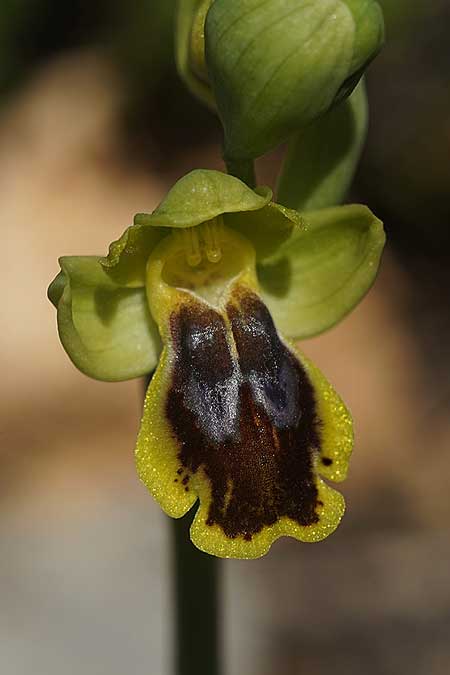 Ophrys heracleotica / Iraklia Orchid, Cyclades,  Iraklia 25.3.2022 (Photo: Helmut Presser)