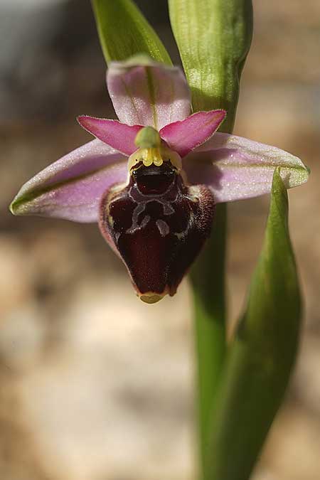 Ophrys icariensis / Ikaria Orchid, Cyclades,  Iraklea 25.3.2022 (Photo: Helmut Presser)