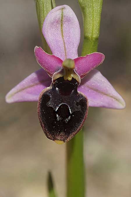 Ophrys icariensis / Ikaria Orchid, Cyclades,  Iraklea 25.3.2022 (Photo: Helmut Presser)