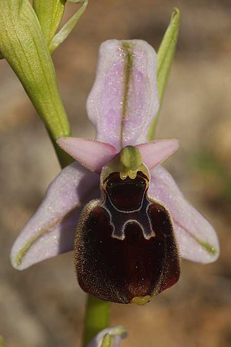 Ophrys icariensis / Ikaria Orchid, Cyclades,  Iraklea 25.3.2022 (Photo: Helmut Presser)