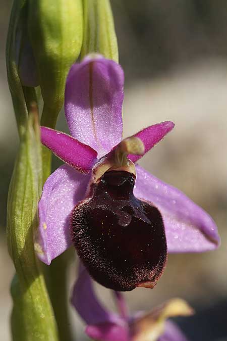 Ophrys icariensis / Ikaria Orchid, Cyclades,  Iraklea 25.3.2022 (Photo: Helmut Presser)