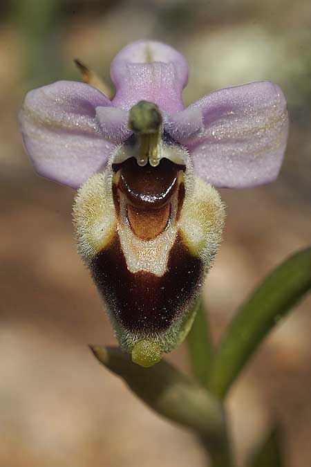 Ophrys lychnitis / Shining Orchid, Cyclades,  Iraklia 21.3.2022 (Photo: Helmut Presser)