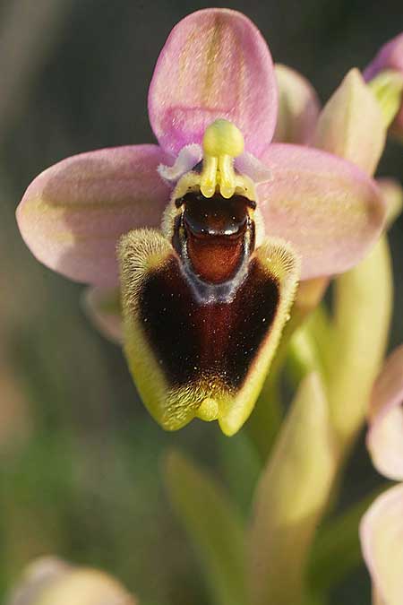 Ophrys lychnitis / Shining Orchid, Cyclades,  Paros 27.3.2022 (Photo: Helmut Presser)