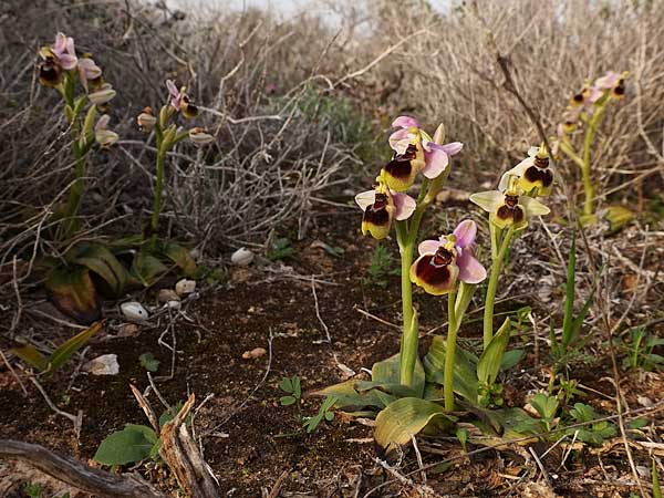 Ophrys lychnitis / Shining Orchid, Cyclades,  Paros 27.3.2022 (Photo: Helmut Presser)