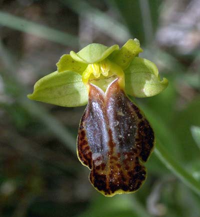 Ophrys parosica / Paros Orchid, Cyclades,  Paros, Kostos Village 21.4.2008 (Photo: Zissis Antonopoulos)