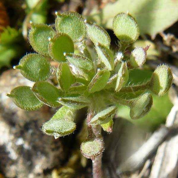 Alyssum umbellatum \ Dolden-Steinkraut / Umbellate Madwort, Lesbos Vasilika 21.4.2014