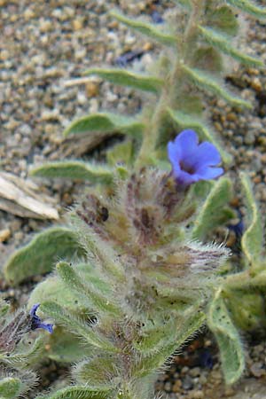 Alkanna tinctoria \ F&auml;rber-Alkanna, Schminkwurz / Alkanet, Lesbos Skala Eresos 22.4.2014