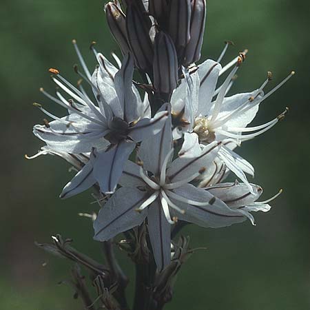 Asphodelus ramosus \ �stiger Affodill / Branched Asphodel, Lesbos Agiasos 17.5.1995