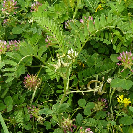 Astragalus hamosus \ Haken-Tragant / Southern Milk-Vetch, Lesbos Mytilini 23.4.2014