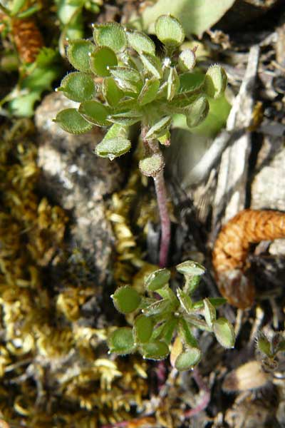 Alyssum umbellatum \ Dolden-Steinkraut / Umbellate Madwort, Lesbos Vasilika 21.4.2014