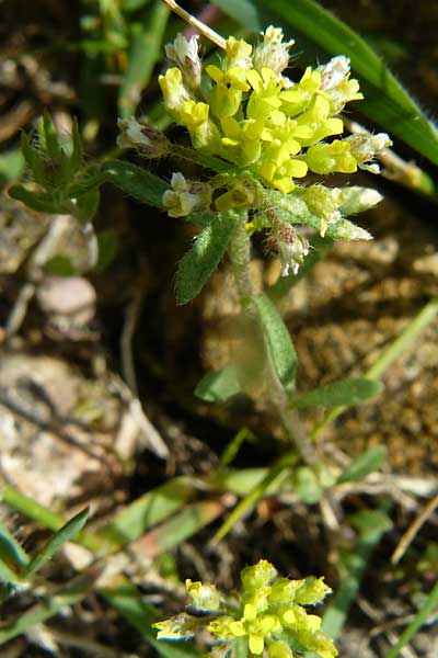 Alyssum umbellatum \ Dolden-Steinkraut / Umbellate Madwort, Lesbos Vasilika 21.4.2014