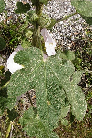 Alcea rosea \ Stockrose / Common Hollyhock, Lesbos Asomatos 24.4.2014