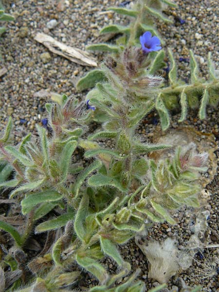 Alkanna tinctoria \ F&auml;rber-Alkanna, Schminkwurz / Alkanet, Lesbos Skala Eresos 22.4.2014