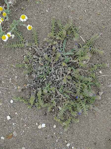 Alkanna tinctoria \ F&auml;rber-Alkanna, Schminkwurz / Alkanet, Lesbos Skala Eresos 22.4.2014