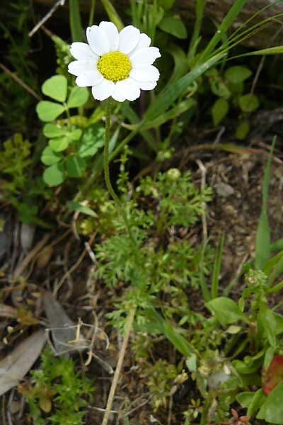 Anthemis cretica \ Kretische Hundskamille / Rayless Chamomile, Lesbos Asomatos 24.4.2014