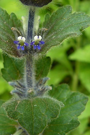 Ajuga orientalis \ stlicher Gnsel, Orientalischer Gnsel / Eastern Bugle, Lesbos Asomatos 17.4.2014