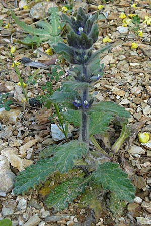 Ajuga orientalis \ stlicher Gnsel, Orientalischer Gnsel / Eastern Bugle, Lesbos Asomatos 24.4.2014