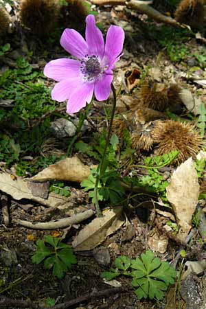 Anemone pavonina \ Pfauen-Anemone / Peacock Anemone, Lesbos Agiasos 15.4.2014