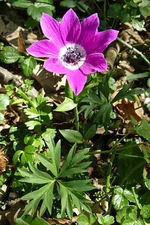 Anemone pavonina \ Pfauen-Anemone / Peacock Anemone, Lesbos Agiasos 15.4.2014