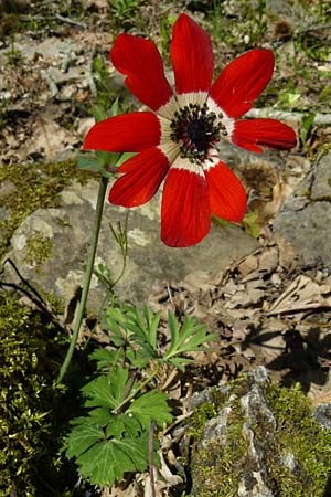 Anemone pavonina \ Pfauen-Anemone / Peacock Anemone, Lesbos Agiasos 15.4.2014