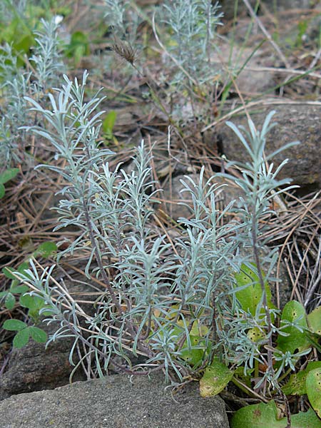 Helichrysum stoechas \ Wohlriechende Strohblume, Lesbos Kalloni 16.4.2014