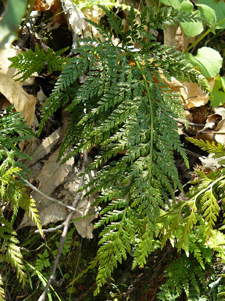 Asplenium onopteris \ Spitzer Streifenfarn / Irish Spleenwort, Lesbos Agiasos 15.4.2014