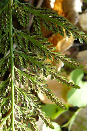 Asplenium onopteris \ Spitzer Streifenfarn / Irish Spleenwort, Lesbos Agiasos 15.4.2014